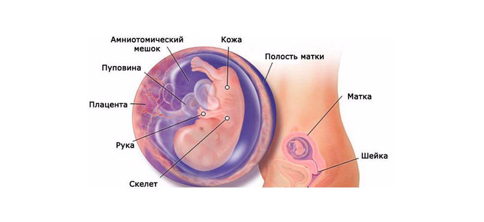 Симптомы 10 недели. Эмбрион на 10 неделе беременности. Внутриутробное развитие ребенка. Ребёнок на 10 неделе беременности. Внутриутробное развитие плода.